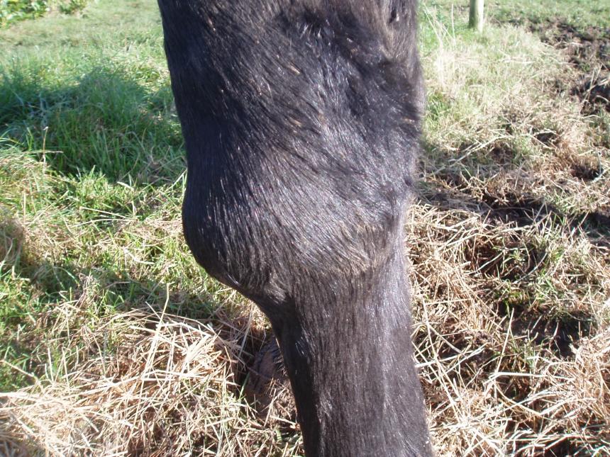 Di Lavelle Equine Physiotherapy